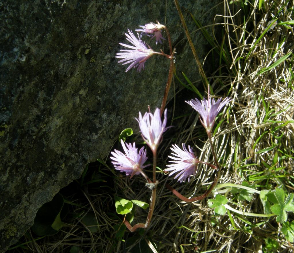 Soldanella alpina